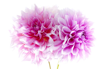 Dahlia