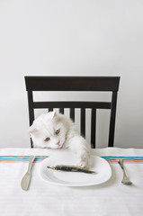 White cat snatch a fish