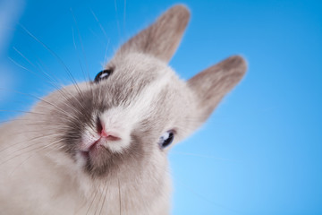 Obraz premium Baby bunny