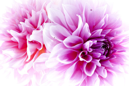 Fototapeta Dahlia