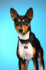 Basenji posing in studio