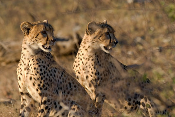 Two cheetah brothers looking over their shoulders
