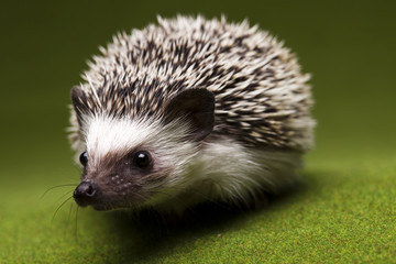 Autumnal animal, Hedgehog