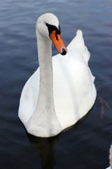Obraz premium Лебедь