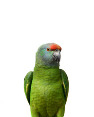 Festival Amazon parrot on the white background