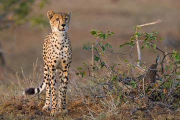Cheetah youngster