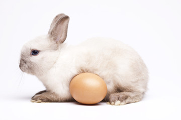 Curious Bunny