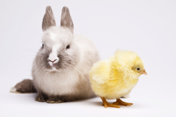 Easter Chick and bunny