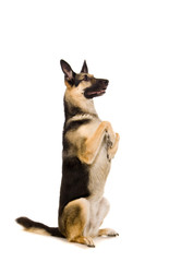The East-european dog on the white background