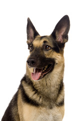 The East-european dog on the white background