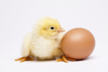 Baby chick