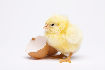 Chick and Egg
