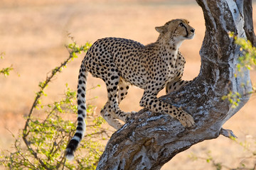 A young cheetah climbing a tree