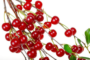 Naklejka na ściany i meble Branch of ripe cherries