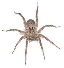 Wolf spider isolated on white background, macro photo