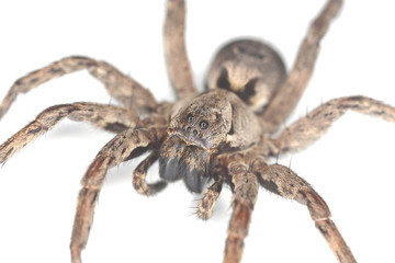Wolf spider isolated on white background, macro photo