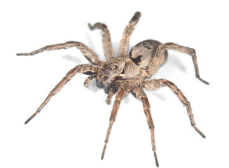 Wolf spider isolated on white background, macro photo