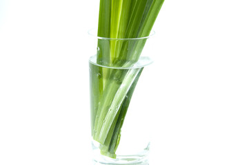 Fototapeta premium stalks