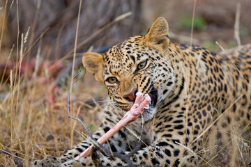 Male leopard feeding on a bone