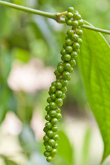 grappe poivre vert