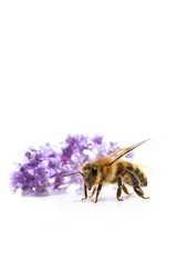 Poster abeille © guy