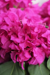 ブーゲンビリア