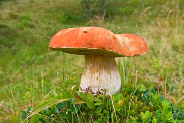 beautiful huge mushroom in a grass