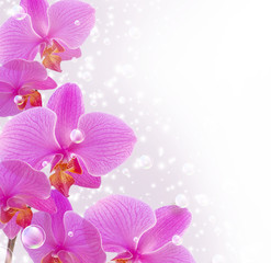 Naklejka na ściany i meble Orchid i bąbelki