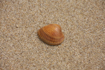 Muschel am Strand