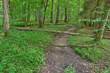 old forest