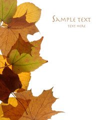 autumn leaves