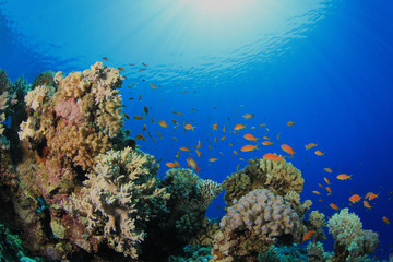 Naklejka na ściany i meble Underwater Coral Reef in Sunlight