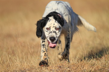front view of pointer pedigree dog running