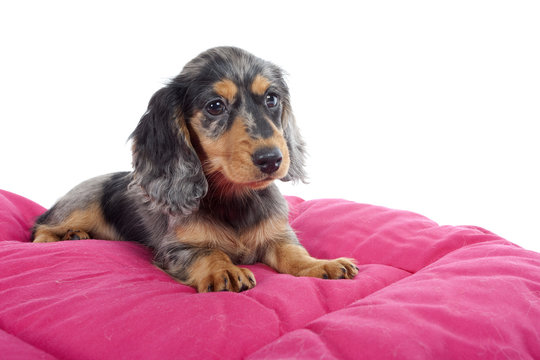 chiot teckel arlequin sur son tapis rose