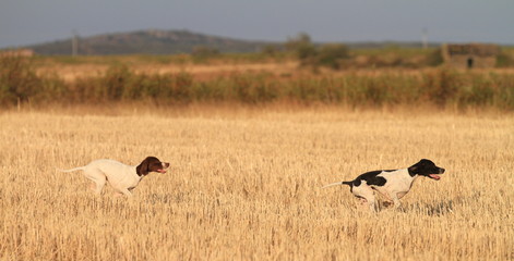 young pointers over cultivated wheat field