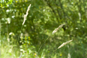 three grass spikes in the forest