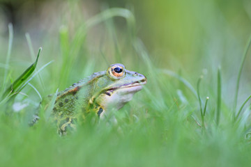 Teichfrosch