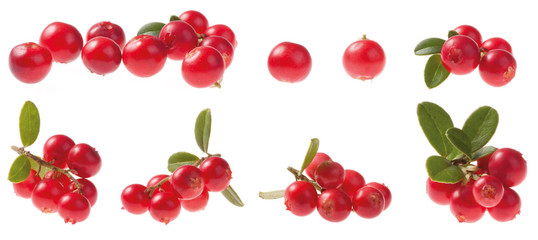 Various Cowberry