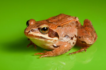 Close-up of the frog