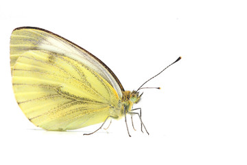 piéride