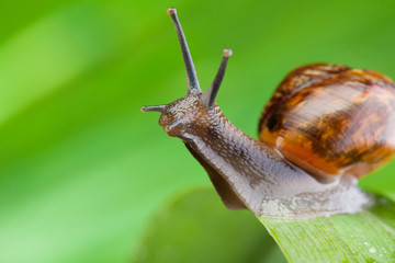 Close-up of a snail sitting on the leaf
