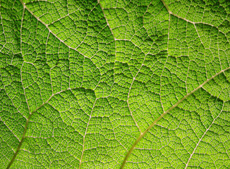 Macro of green leaf