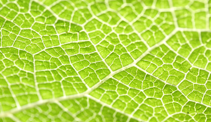 Macro of green leaf