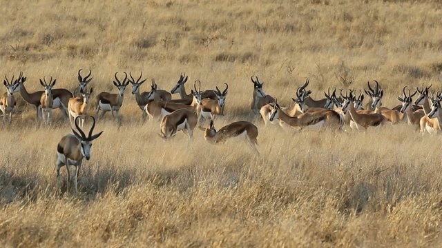 Herd of springbok antelopes, Kalahari desert, South Africa