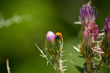 Mariquita
