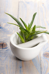 Aloe vera - herbal medicine