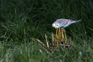 Blauer Wellensittich im Gras