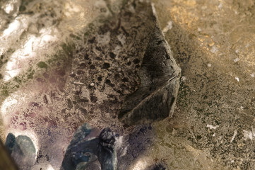 Frozen flowers. blossoms in the ice cube