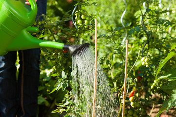 Gartenarbeit im Sommer - Frau gießt die Pflanzen