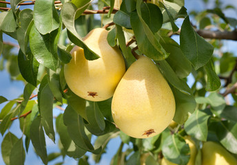 pears on tree